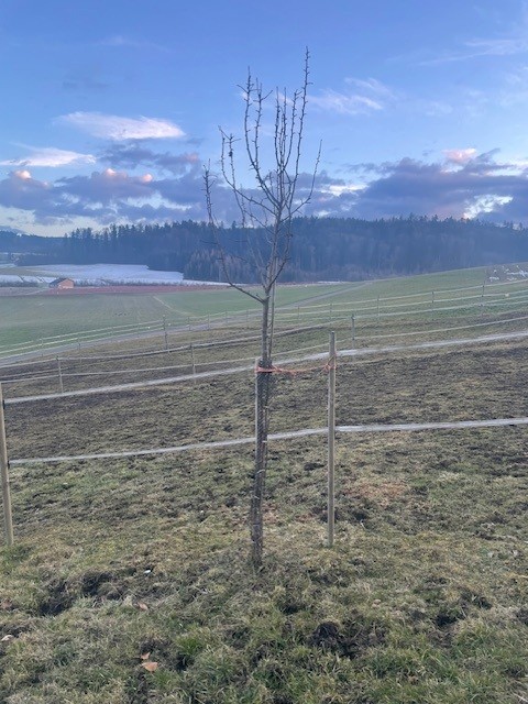 Neu gepflanzter Einzelbaum in Weisslingen