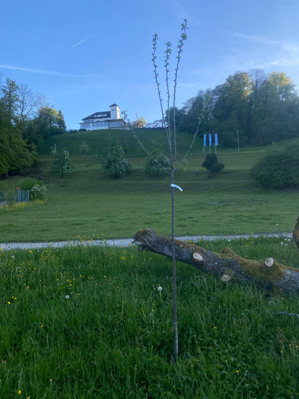 Neu gepflanzter Obstbaum in Dübendorf