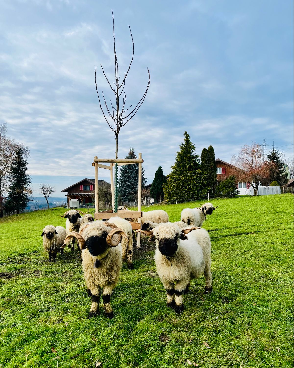 Neu gepflanzter Obstbaum in Russikon mit Schwarznasenschafen