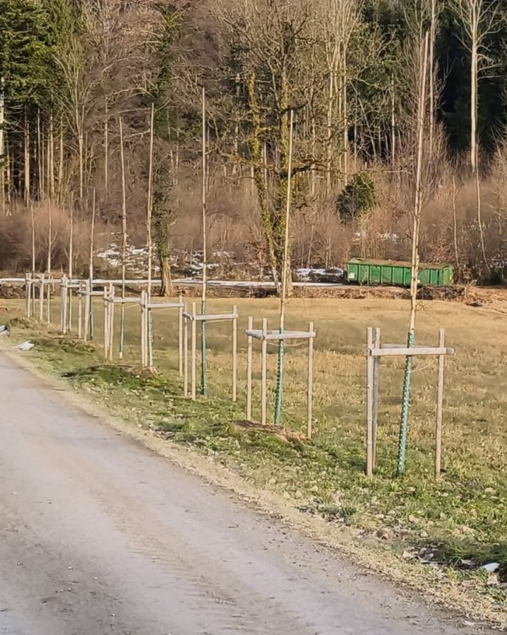 Neu gepflanzte Einzelbäume in Grüningen