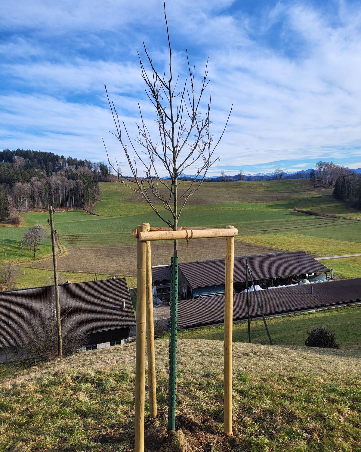 Neu gepflanzter Einzelbaum in Zell
