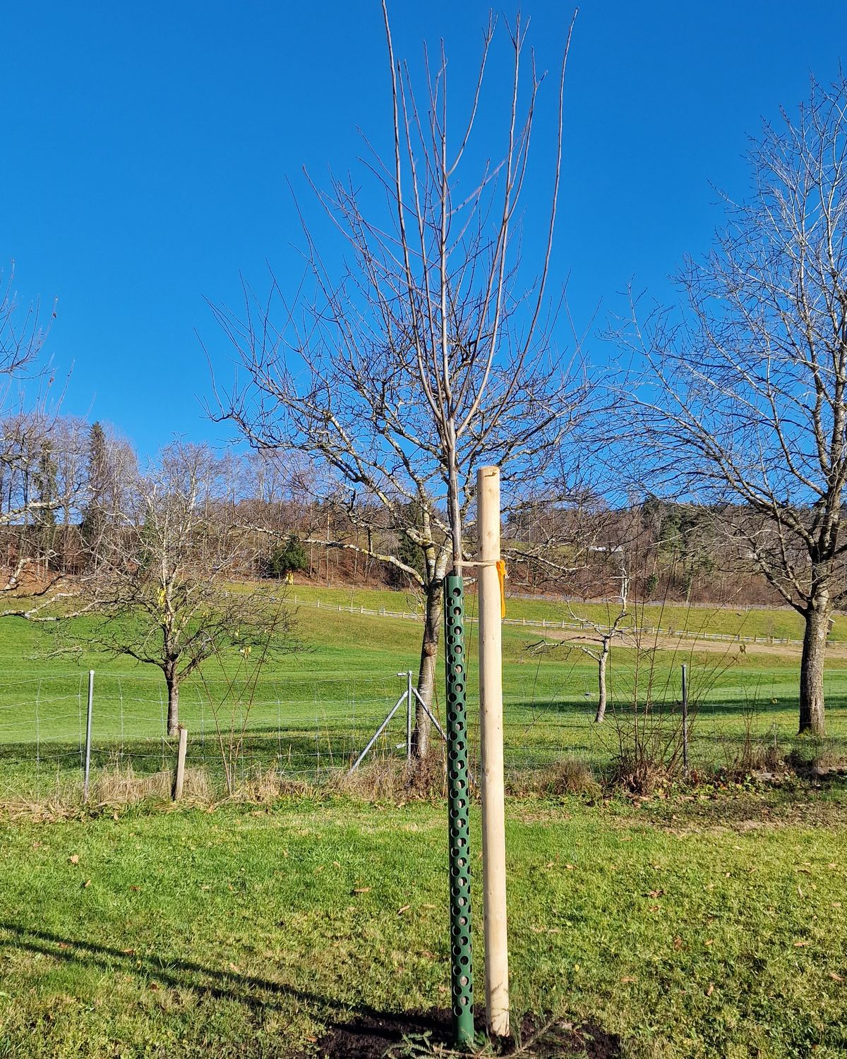 Neu gepflanzter Obstbaum in Wetzikon