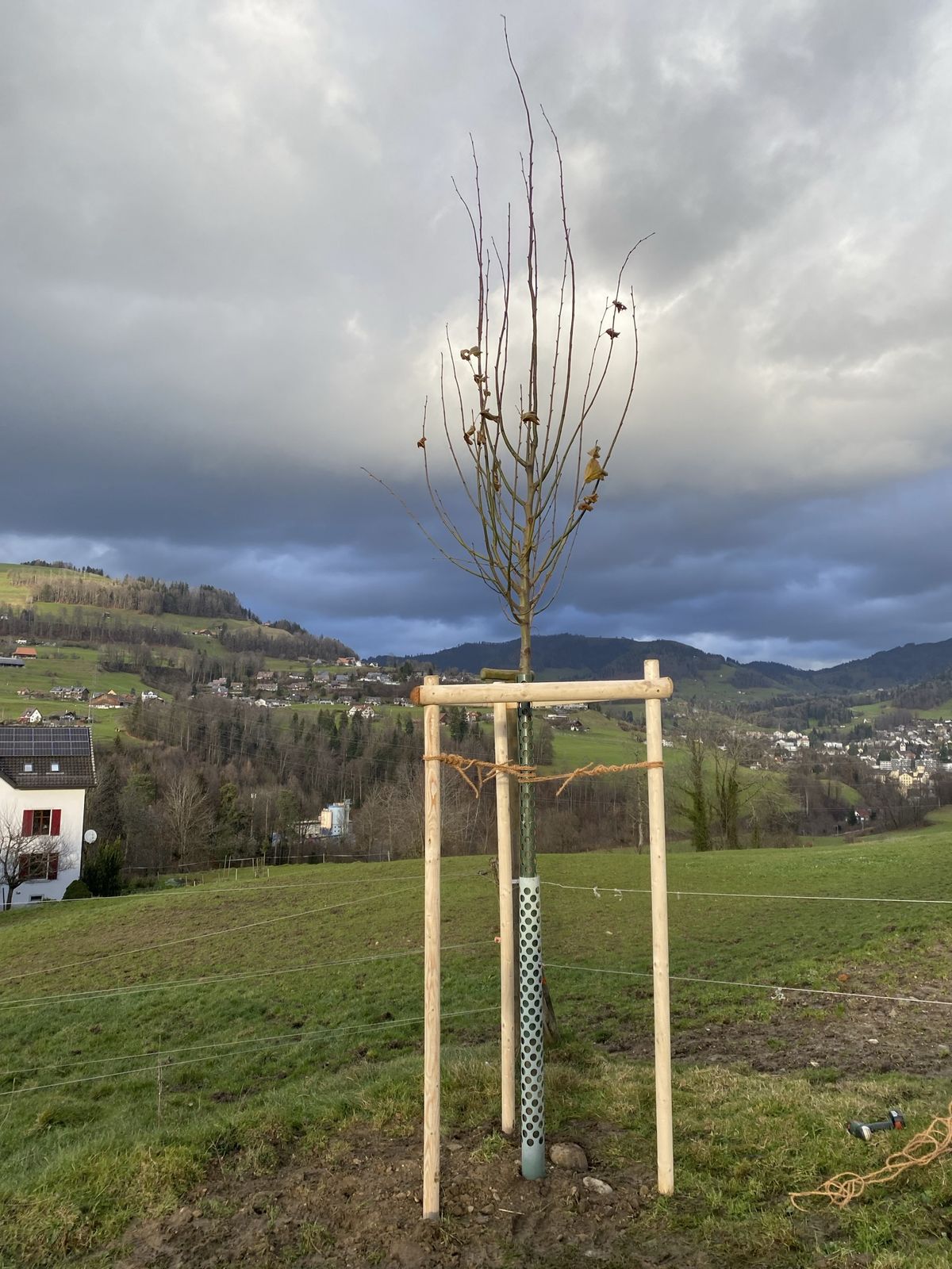 Neu gepflanzter Einzelbaum in Rüti