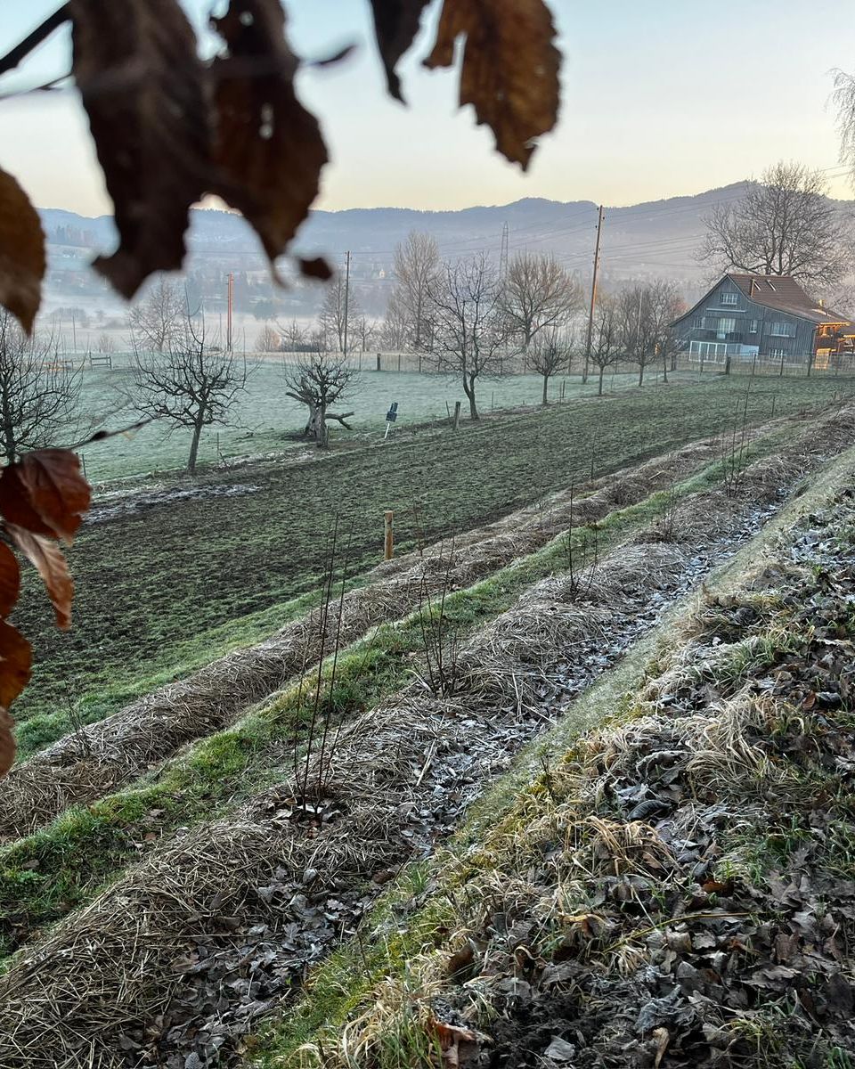 Neu gepflanzte Hecke in Wolfhausen