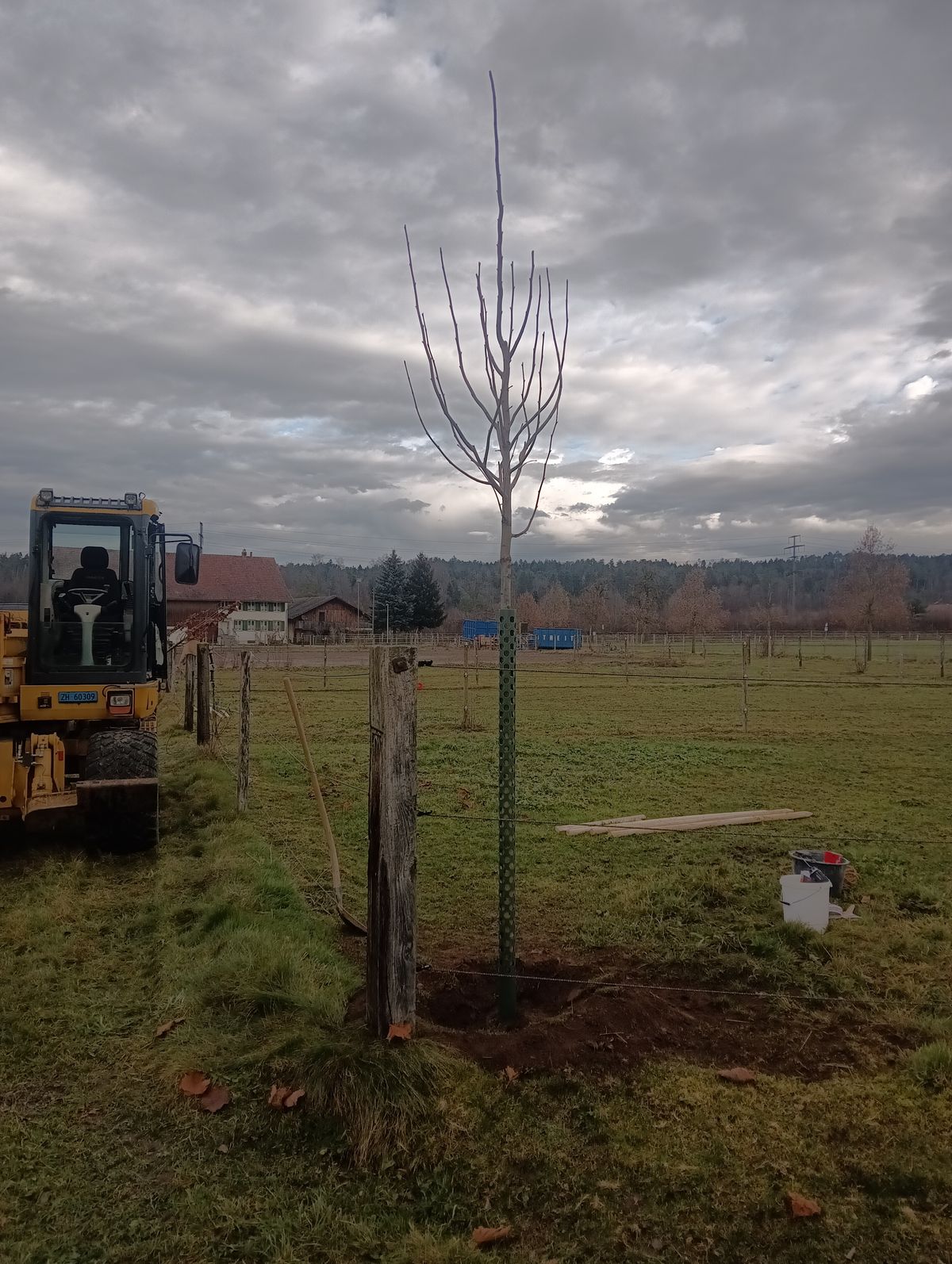 Neu gepflanzter Einzelbaum in Uster